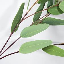 The proven health benefits of eucalyptus globulus leaves will leave you with a smile. Li Hua Cat Artificial Flowers Artficial Leaves Artificial Eucalyptus Globulus Leaves Fake Leaves For Home Decoration Art Shop Store Interior Decoration Diy Etc Dark Green Artificial Flowers