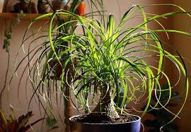 20 Pet Friendly Houseplants That Are
