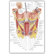 Us 5 94 30 Off Anatomical Chart Human Body Anatomy Medical Wall Art Wall Decor Silk Prints Art Poster Paintings For Living Room No Frame In Painting