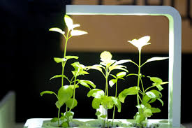 To select the appropriate grow light for indoor plants, you must take into consideration your budget, the types of plants you will be growing, and the space allotted to create. Growing Plants In Artificial Light Can You Do That Ryhom