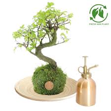 premium branded kokedama bonsai gift set