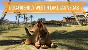 dog friendly westin lake las vegas