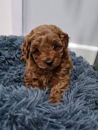 toy poodle in victoria pets gumtree
