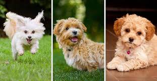 maltipoo dog breed info maltese poodle mix