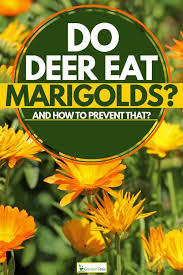 do deer eat marigolds and how to