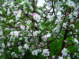tips for growing apple trees