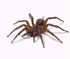 Common Spider Species Rentokil Pest Control
