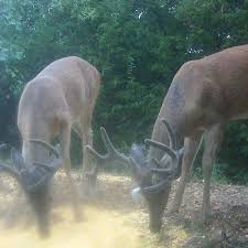 Agent Offers More Insight On Deer Feeding Restrictions