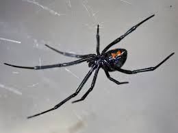 The web itself is an amazing structure, serving as a home for the spider, a defense against predators, an effective trap for prey and a means of communication. Latrodectus Wikipedia