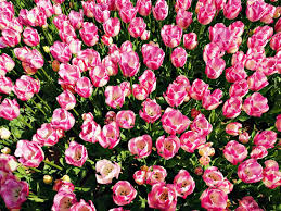visit the istanbul tulip festival in