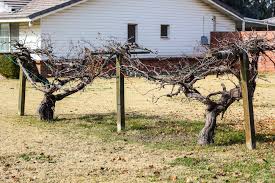 Building A Simple Grape Arbor Weed