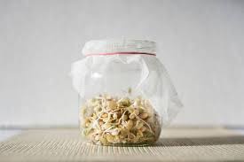 Grow Your Own Sprouts In A Jar Treehugger