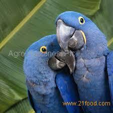 hyacinth parrots macaw parrots and