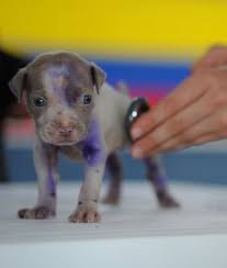 a puppy with rectal prolapse