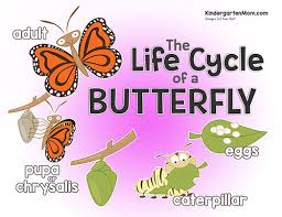Butterfly Life Cycle Printables Kindergarten Mom