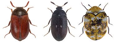 carpet beetles identification guide