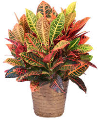 large croton house plant in