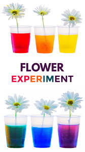 Planting seeds and planting a mini flower garden. Flower Experiment For Kids
