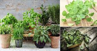 How To Grow An Italian Herb Garden 8