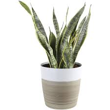 house plants that thrive in the winter