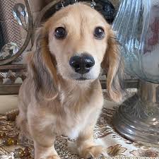 english cream miniature dachshund