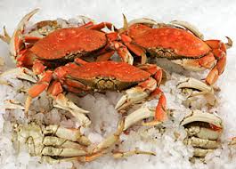 fresh whole cooked dungeness crab