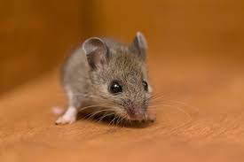 get rid of mouse urine smell in garage