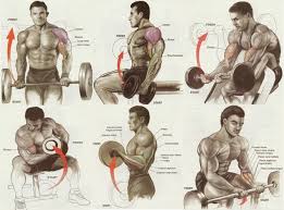 Workout Chart Large Printable Pdf Exercises Biceps