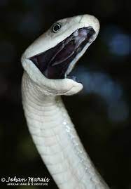 The black mamba (dendroaspis polylepis) belongs to the elapidae family of snakes. True Facts About The Black Mamba African Snakebite Institute