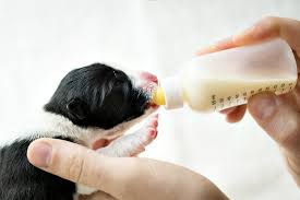 Leaving a puppy in their crate for long periods or putting it there too frequently can be a trigger for whining and crying. How To Bottle Feed Puppies A Step By Step Guide
