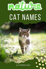 150 nature cat names from autumn to zale