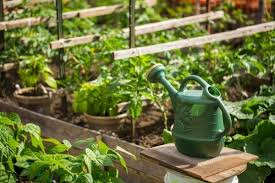 10 Vegetable Garden Ideas
