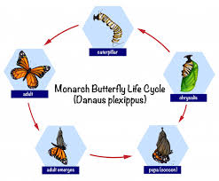 Monarch Butterfly Life Cycle Vector Premium Download