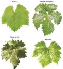 Different Leaves For Different Types Of Grapes In 2019