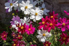 how to grow and care for cosmos flowers