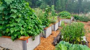 Soil For Raised Garden Beds What Do