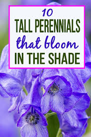 tall shade perennials 10 flowering