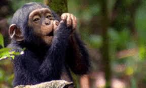 top 30 cute monkey gifs find the best