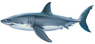 Résultat de recherche d'images pour "branchie requin"