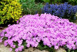 Planting perennials in your garden can fill your landscape with beautiful color and add interesting texture to your garden design throughout the year. 15 Colorful Perennials For Shade Northern Nester