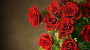 roses wallpaper 62 pictures