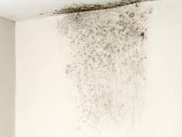 What Does Black Mold Look Like