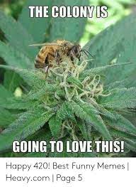 An element of a culture or system of behavior that may be considered to be passed from one individual to another by nongenetic means, especially. The Colonvis Going To Love This Happy 420 Best Funny Memes Heavycom Page 5 Funny Meme On Me Me