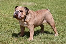 Browse lancaster puppies for english bulldog breeders. English Bulldog Price Tips What S The True Cost Of An English Bulldog