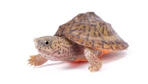A tortoise is not typically a top of mind animal when it comes time to choosing your next pet. The Best Pet Turtles Top 6 All Turtles