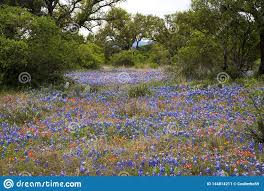 Spring Wildflowers In Texas Hill Country Stock Image Image