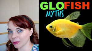 The Truth About Glofish Glofish Explained