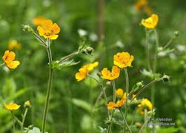 Geum molle - picture 2 - The Bulgarian flora online