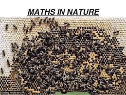نتيجة بحث الصور عن ‪mathematics in nature‬‏