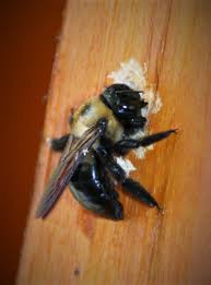 Honey bees, unlike bumble bees, can sting only one time because their stinger becomes detached after insertion. Fat Bottom Bees Local Sports Paducahsun Com